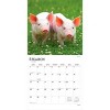 BrownTrout Piglets 2026 12"x24" Hanging Square Wall Calendar Plastic-Free - 3 of 4