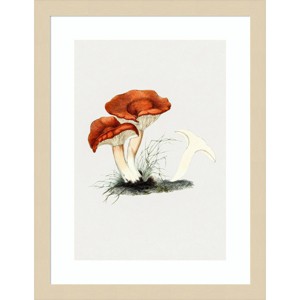 Amanti Art Hand Drawn Rufous Milkcap Mushroom by Biodiversity Heritage Library Wood Framed Wall Art - 1 of 4