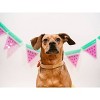 Pink Papyrus LoLa Pink Vegan Leather Dog Collar 100% Organic Adjustable  Size Sm