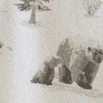 north pole polar bears