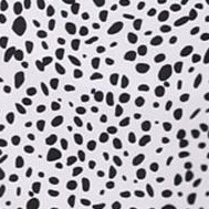 black white dalmatian