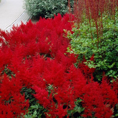 Van Zyverden Set of 5 Astilbe Sentinel Roots Red