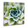 Stupell Industries Green Succulent Nature Close Up, 30" x 30" - 3 of 4