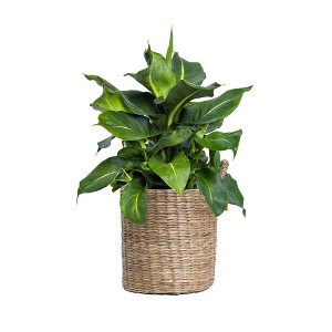 Live 6" Dieffenbachia Green Magic Potted Houseplant - 1 of 4