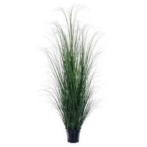 Green Tufted Hairgrass Potted UV - 1 of 2