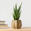 Pumped for Fall Brown Live Houseplant - Good Little Garden™ - 4 of 4