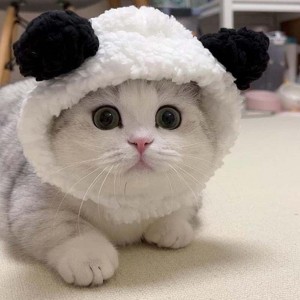 1 Or 2pcs Cute Cat Costume Warm Bear Hats For Cat Adjustable Soft Small Pet Headwear Bear Hat For Cat Puppy Dog Holiday Christmas Halloween - 1 of 4