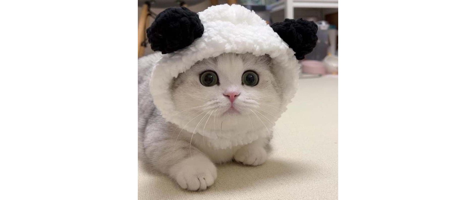 1 Or 2pcs Cute Cat Costume Warm Bear Hats For Cat Adjustable Soft Small Pet Headwear Bear Hat For Cat Puppy Dog Holiday Christmas Halloween