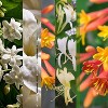 Glade PlugIns Scented Oil Air Freshener Refills - Jasmine & Honeysuckle - 1.34 fl oz/2pk - 2 of 4