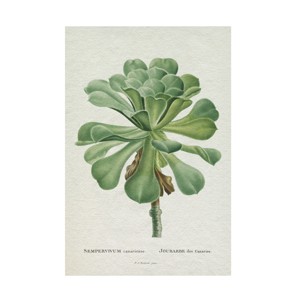 Trademark Fine Art - Pierre Redoute  Redoute Succulent V Canvas Art - 1 of 4