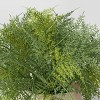 Large Asparagus Fern - Threshold™ - image 3 of 4