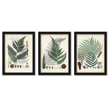 Americanflat Farmhouse Botanical (Set Of 3) Collected Ferns By Pi Creative Art Black Framed Triptych Wall Art Set