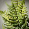Sullivans Artificial Fern In Ball - 2 of 4