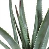Seasonal LLC Artificial Potted Aloe Plant 20in - 4 of 4