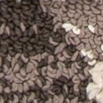 ivory/brown