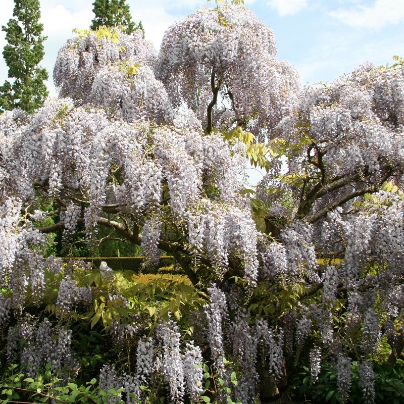 Wisteria White - National Plant Network, 3 of 5