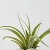 Live Houseplant with Florets Pot Yellow - Good Little Garden™ - 3 of 4