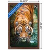Trends International Tiger - Water Framed Wall Poster Prints - 3 of 4