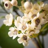 Sullivans Artificial 20" Eucalyptus & Waxflower Wreath - 2 of 2