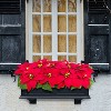 Puleo 24" Pre-Lit Battery-Operated Artificial Red Poinsettia Window Box Decor - 3 of 4