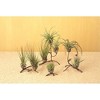 Ancient Graffiti Standing Triple Air Planter – Decorative Metal Display for Air Plants, Black, 8" - 3 of 3