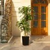 5-6ft UV & Sunproof Artificial Dracaena Tree for Indoor/Outdoor - Faux Silk Plant in Tall Planter, Tall Faux Tree for Home & Garden Decor - 2 of 4
