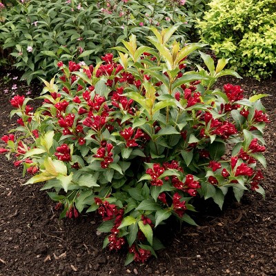  Weigela Maroon Swoon 4" Potted Rocketliners - Van Zyverden 