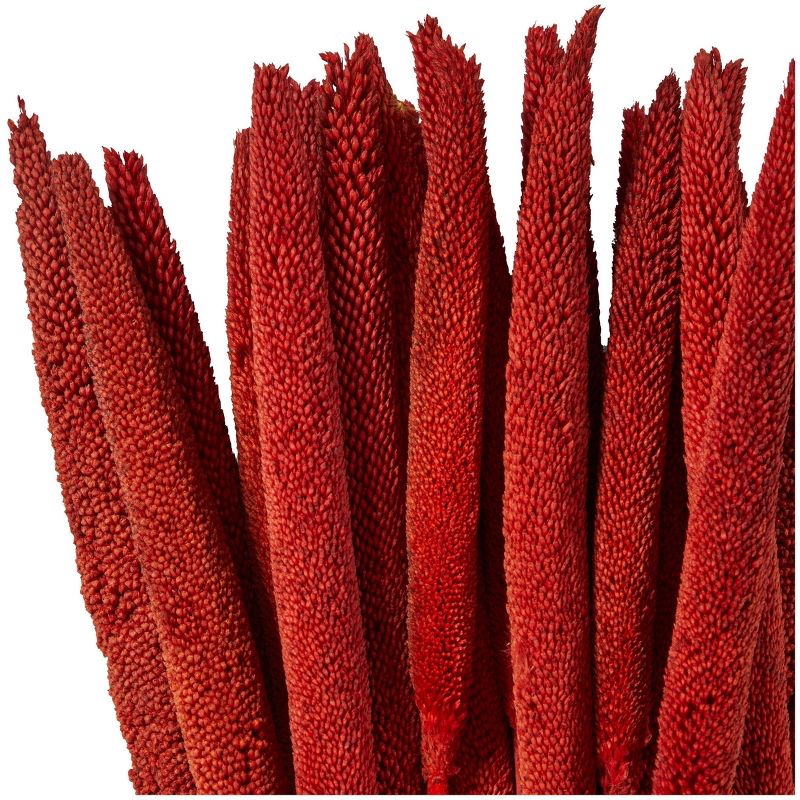 20&#39;&#39; x 1&#39;&#39; Dried Plant Bunny Tail Natural Foliage with Long Stems Red - Olivia &#38; May, 3 of 7