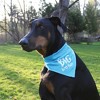 Pavilion Gift Company - Big Brother - 12" x 8" Canvas Slip on Pet Bandana - Pet Apparel Accessories - 2 of 4