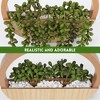 Aoibox 2 Pack Artificial Succulent Hanging Plants, 12.2" Fake String of Pearls in Wooden Pot with 8.3" Rope for Indoor Outdoor Wall Decor - 3 of 4
