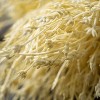 Sullivans Artificial Ivory-Colored Stout Reed Stem 32"H Off-White - 2 of 3