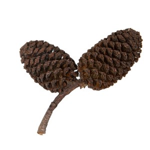 Vickerman Natural Botanicals 0.8" Birch Pine, Natural. Includes 1 kilogram of product per unit. - 1 of 4
