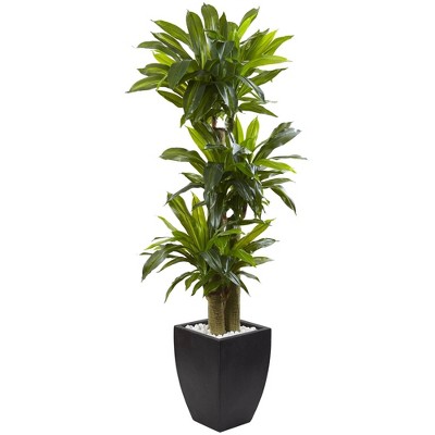 5.5ft Artificial Corn Stalk Dracaena with Black Wash Planter - Nearly Natural