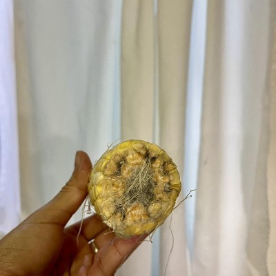 Guest review image 3 of 3, zoom in