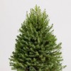 10" Christmas Tree - Good Little Garden™ - 3 of 4