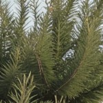 blue cushion/brown wicker