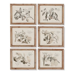 Plum & Post Fruit Bearing Branch Illustrations Set of 6 - 1 of 2