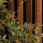 gray cushion/brown wicker