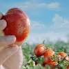 Hunt's 100% Natural Whole Tomatoes 28oz - image 2 of 4