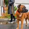 Waterproof Handsfree PVC Dog Leash — All-Weather, Odor-Resistant, Durable & Easy-Clean  — Tilley + Me - 2 of 4
