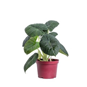 Live 6" Alocasia Maharani Potted Houseplant - 1 of 3