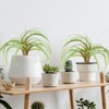 Unique Bargains Outdoor Floral Decoration Artificial Plants Fake Tillandsia 8" - 4 of 4