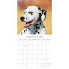 2026 Square Wall Calendar, Dalmatians, 16-Month Paw Prints Theme with 180 Reminder Stickers (12x12 In) - 3 of 4