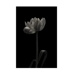 Canvas Wall Art - Lotte Gronkjar 'Tulip Mania' Wall Art for Living Room, Bedroom, or Office Décor by Trademark Fine Art - 16 x 24 Inches - 1 of 4
