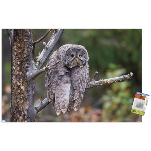 Trends International The Comedy Wildlife Photography Awards: John Blumenkamp - Monday Blahs Unframed Wall Poster Prints - 1 of 4