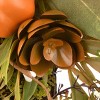 26" Harvest Wall Flower Swag - 4 of 4