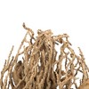 Vickerman Olympia Seed Pod, Dried - 2 of 4
