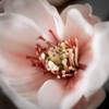 Sullivans Artificial 40" Faux Blush Magnolia Stem - 2 of 4
