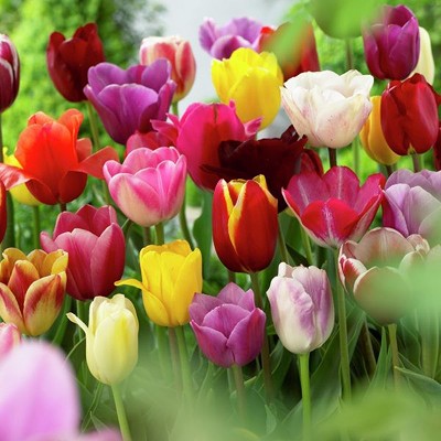 Tulips Non-Stop Mixed Colors Blend - Set of 25 Bulbs - Van Zyverden