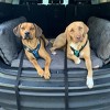 Backseat Barker: SUV Edition - 4 of 4